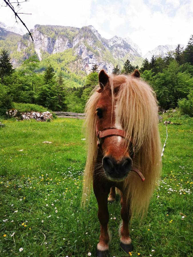 فيلا Skalca Kamniska Bistrica المظهر الخارجي الصورة